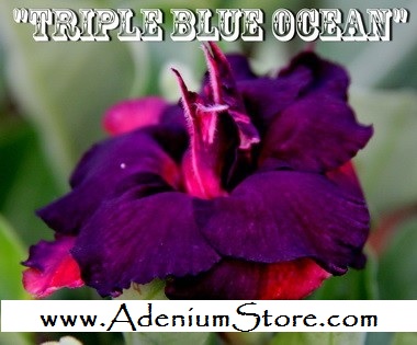(image for) New Adenium \'Triple Blue Ocean\' 5 Seeds